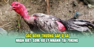 Các Bệnh Thường Gặp Ở Gà – Nhận Biết Sớm, Xử Lý Nhanh Tại 79King