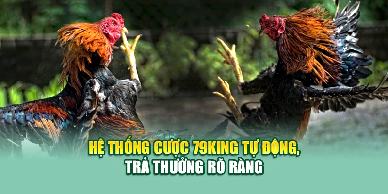 Đá Gà Đòn Trực Tiếp Thomo – Nơi Hội Tụ Mãnh Kê Tại 79King 3 Hệ thống cược 79King tự động, trả thưởng rõ ràng
